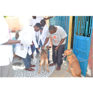 Prestation Vétérinaire de protection d’animaux de compagnie