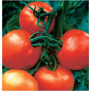 Variétés exotiques de graines de tomates