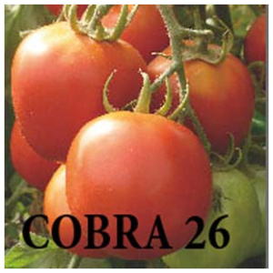 Semence de tomate Cobra 26