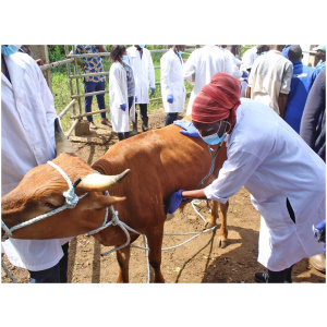 Prestation Vétérinaire bovine – Examen Clinique Complet