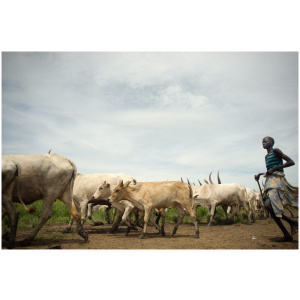 Prestation Vétérinaire bovine – Évaluation de l’environnement et des soins