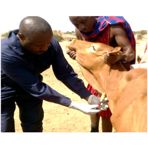 Consultation vétérinaire pré-achat bovine